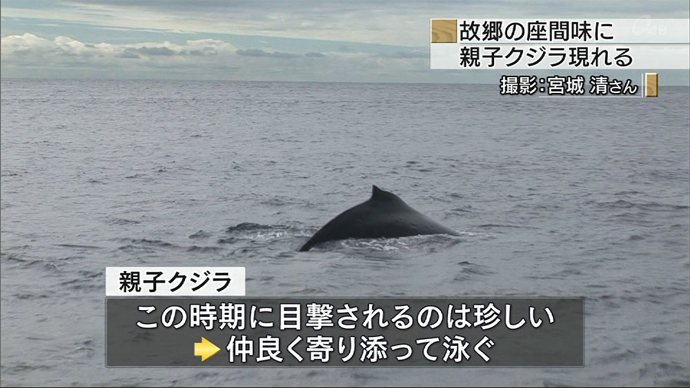 座間味に親子クジラ現る – QAB NEWS Headline
