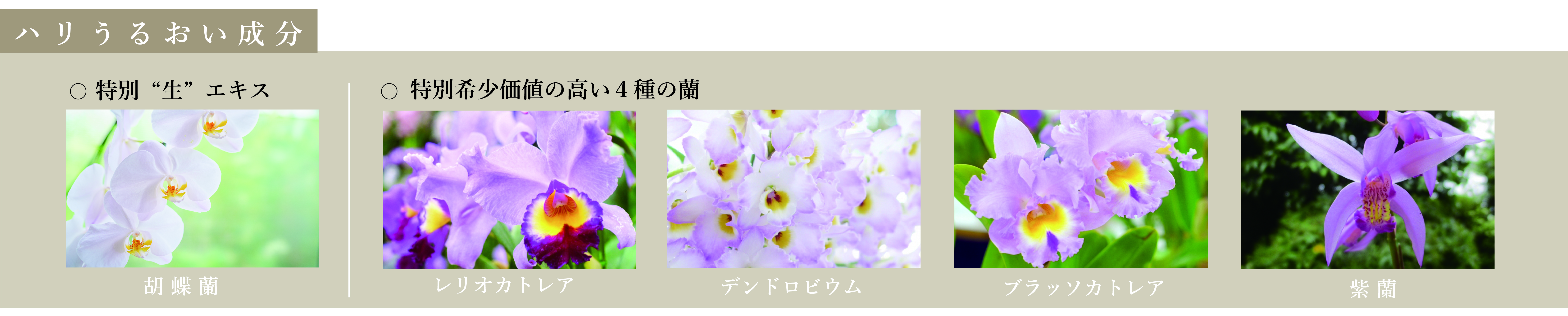 部分痩身の決定版!! 即効性・安全性 実績のSyunbiso