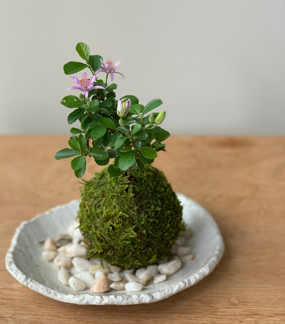 楽天市場】苔玉 毎年5月から夏ごろに美しい花が楽しめる 睡蓮木