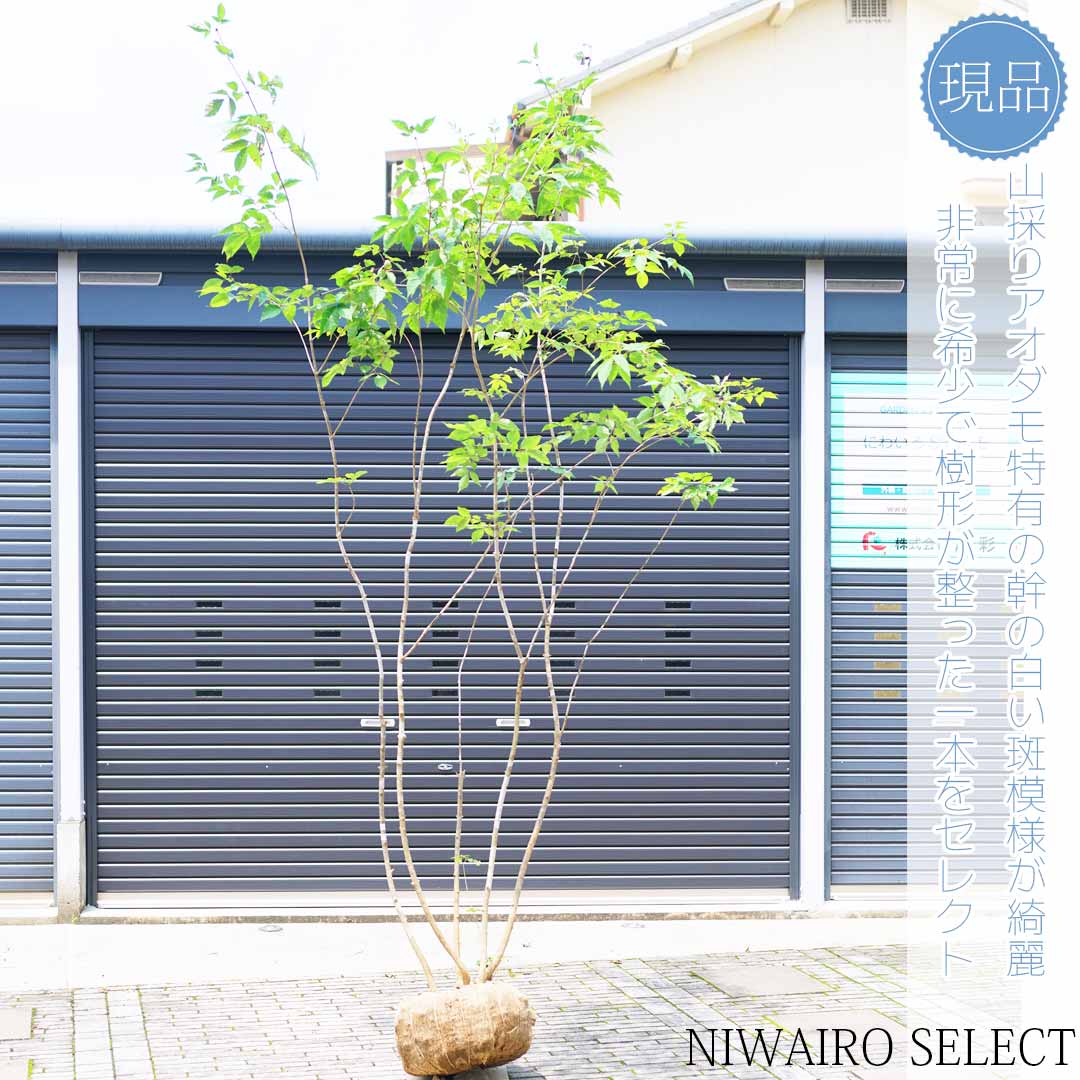 楽天市場】山採り【アオダモ】株立ち 自然風樹形 コバノトネリコ 樹高H
