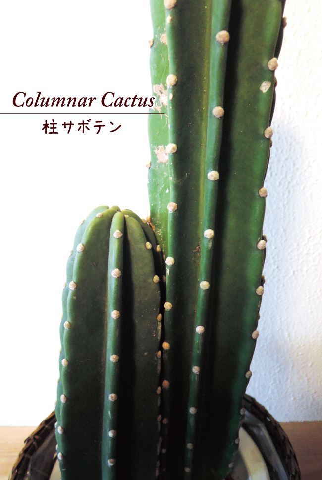 サボテン様 リクエスト 3点 まとめ商品 【公式通販】