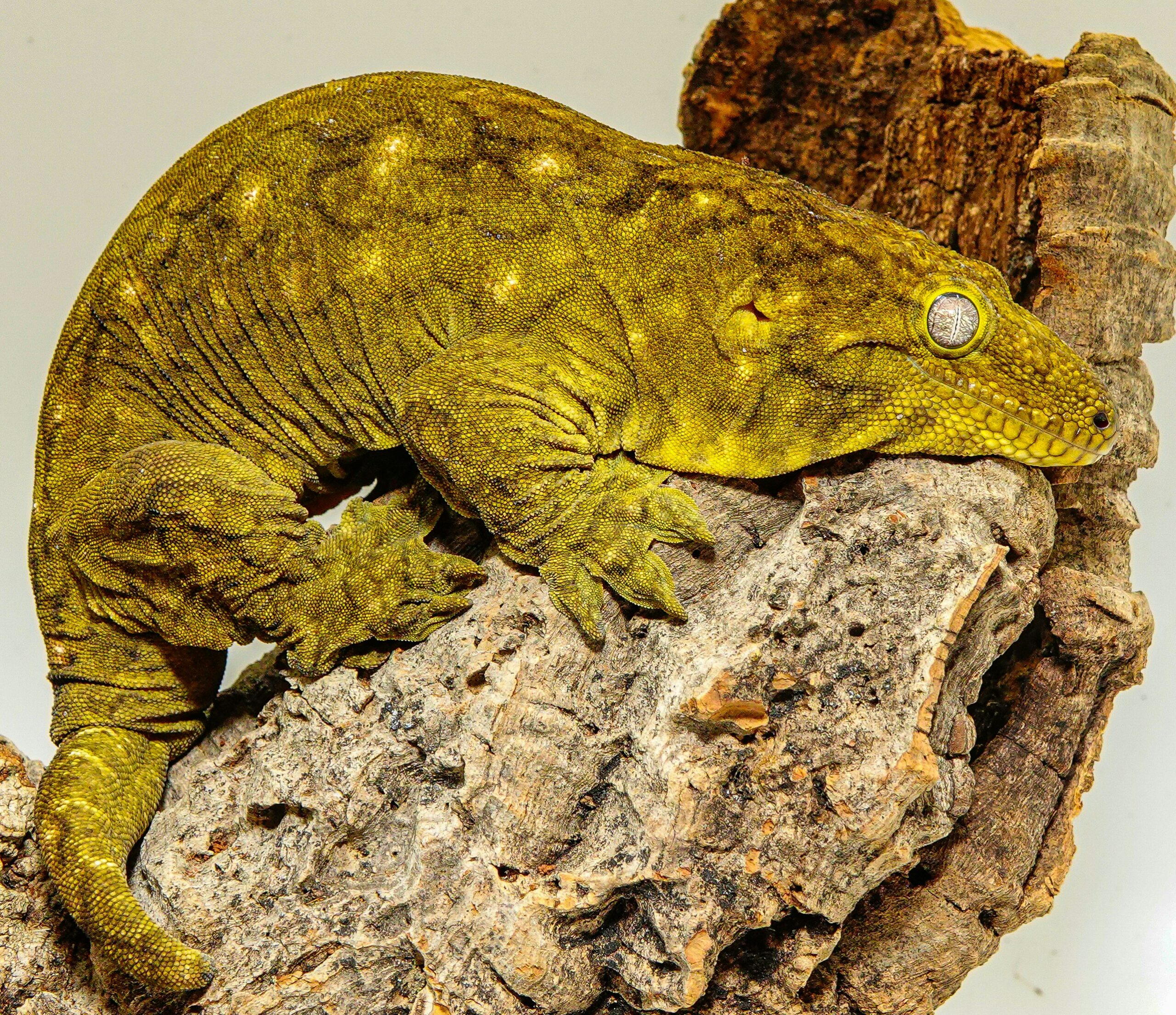 Rhacodactylus ミカドヤモリ 洋書12/15迄の限定値下価格