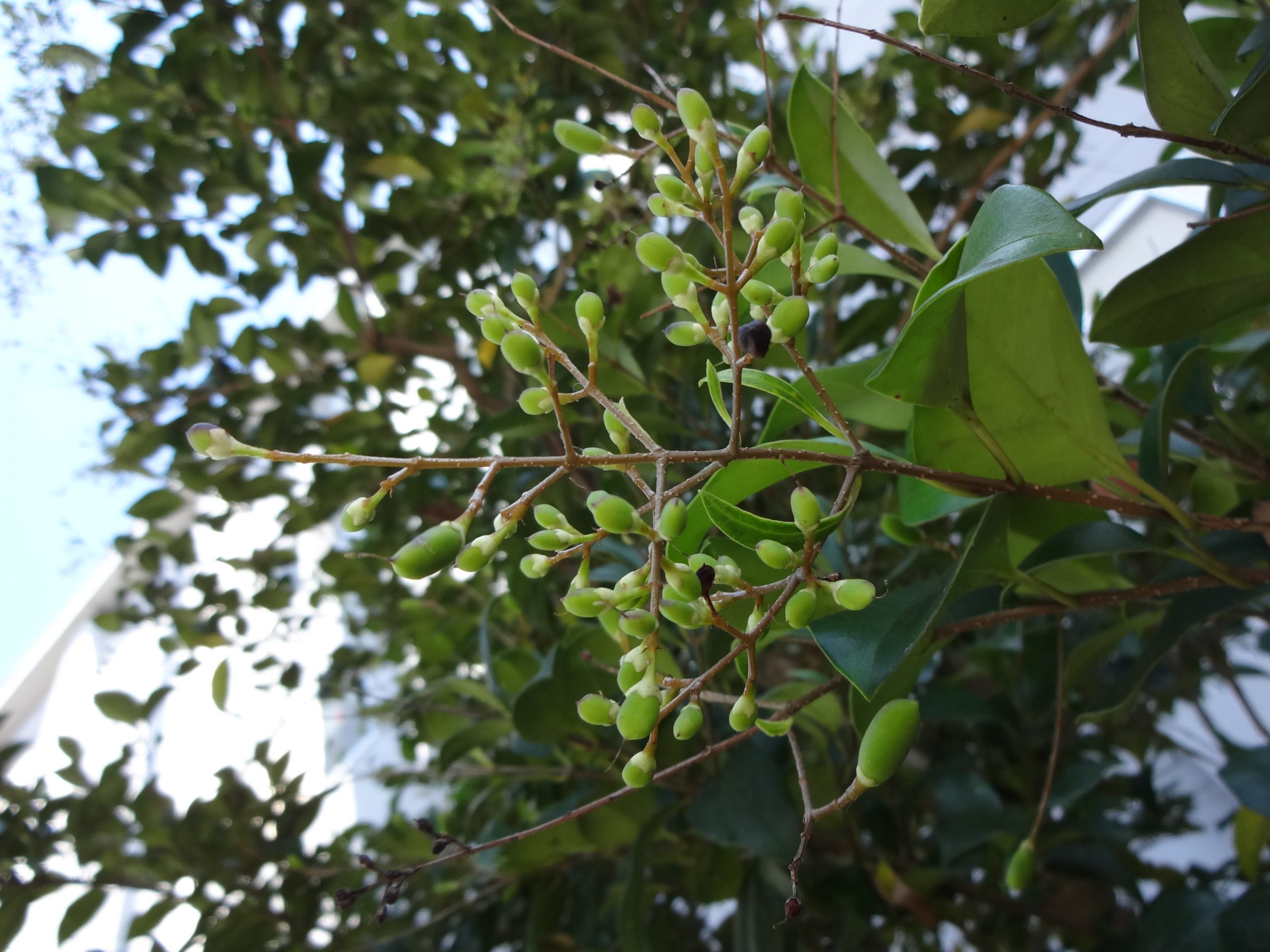 ネズミモチ | 京都大学生存圏研究所 材鑑調査室
