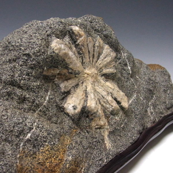 岡山のパワーストーン、風水・開運グッズのお店 龍祥本舗 / 菊花石 8.7