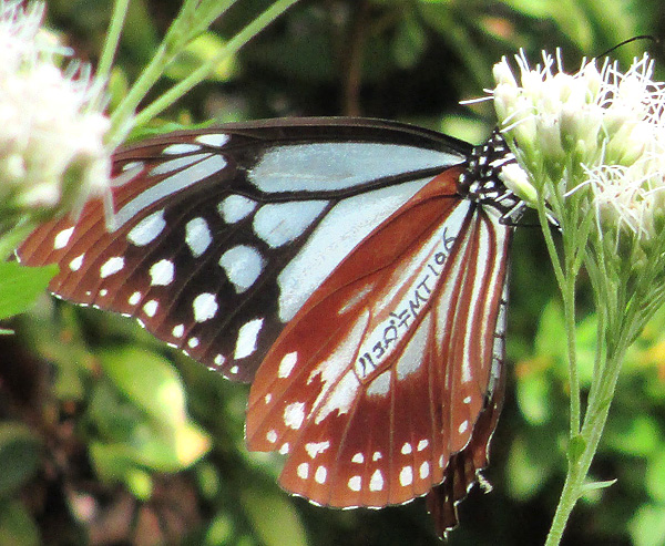 両丹日日新聞：北の国からはるばる、アサギマダラ飛来 羽に「ハコダテ