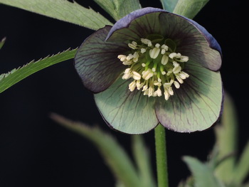 HELLEBORES atrorubens ヘレボルスの原種アトロルーベンス