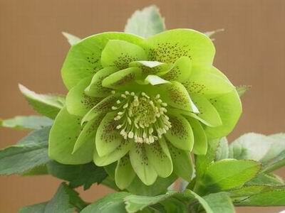 クリスマスローズ ダブル（八重） 苗 販売 ＞ クリスマスローズ ダブル