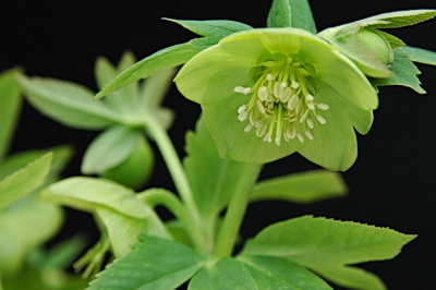 クリスマスローズ 原種 交配種 苗 販売 ＞ クリスマスローズ