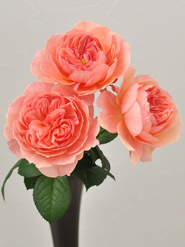 かおりかざり kaolikazali – WABARA online store