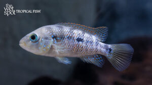 CENTRAL AMERICAN CICHLIDS | The Wet Spot Tropical Fish