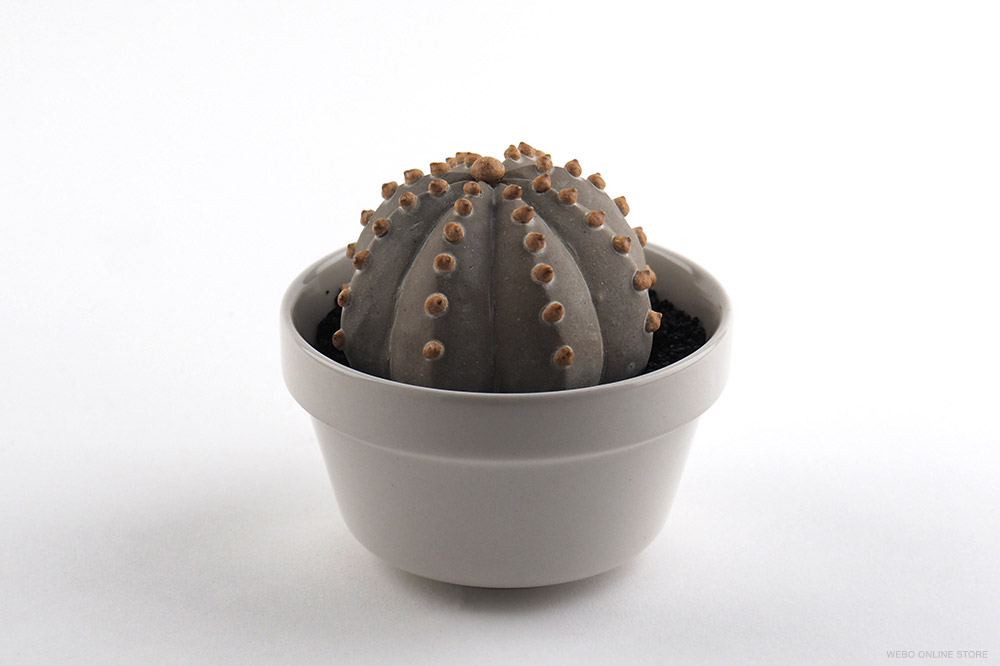 陶植 Astrophytum ランポー玉（八角） 陶器の植物 / Studio..zok
