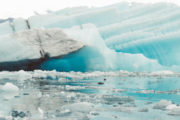 2024WILDSWANS EXOTIC LEATHER FAIR 4 (シールレザー編） | WILDSWANS