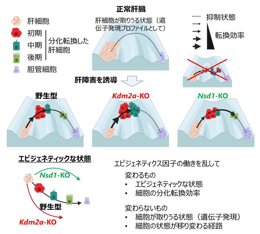 肝細胞が別の細胞に変わる仕組みの一端を明らかに！