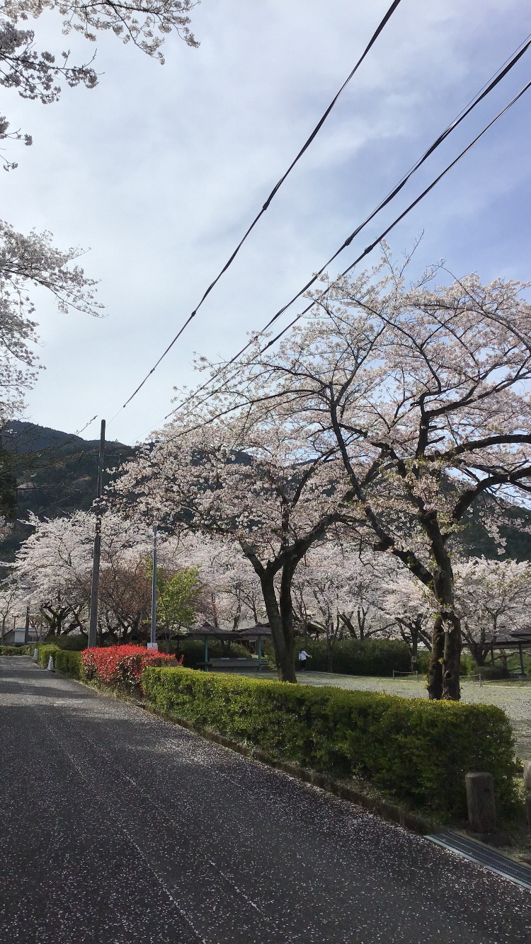 大津谷公園 さくら開花情報 | 岐阜県揖斐郡池田町