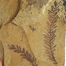 植物化石｜化石標本・分売｜化石販売・鉱物販売の東京サイエンス