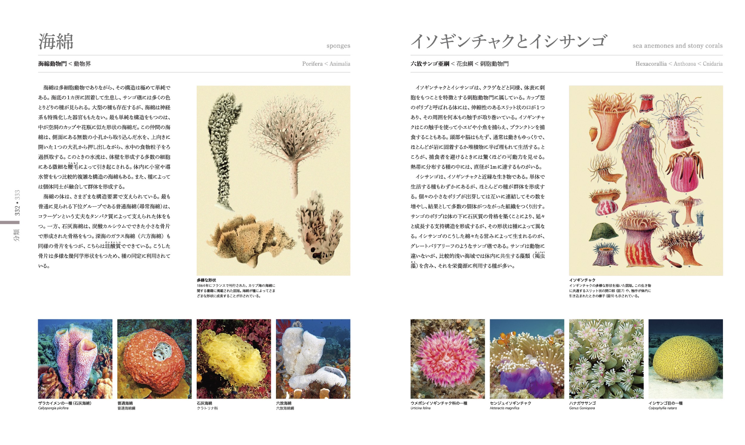 東京書籍】 一般書籍 第14回『OCEAN LIFE 図鑑 海の生物』