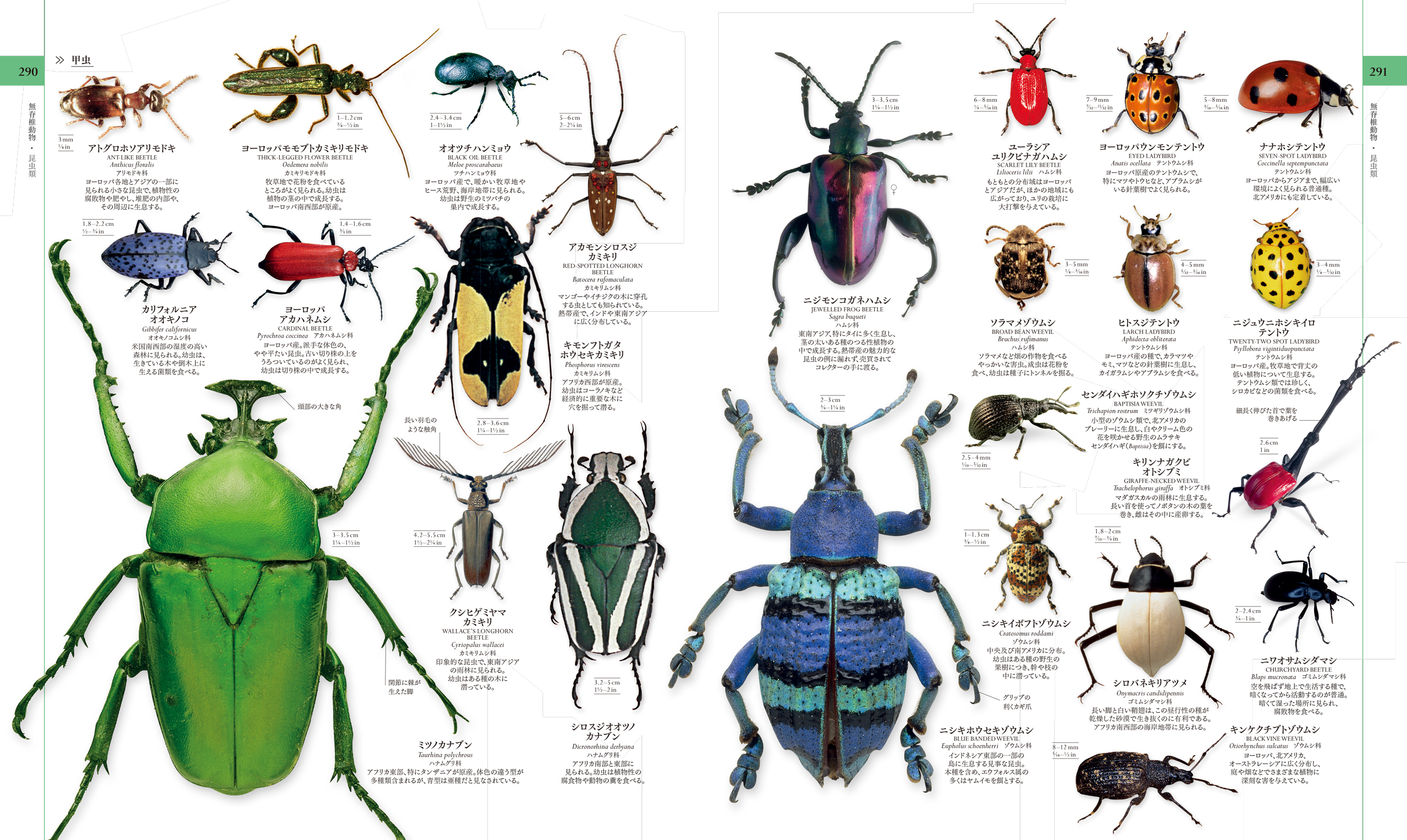 東京書籍】 一般書籍 自然科学 地球博物学大図鑑 新訂版