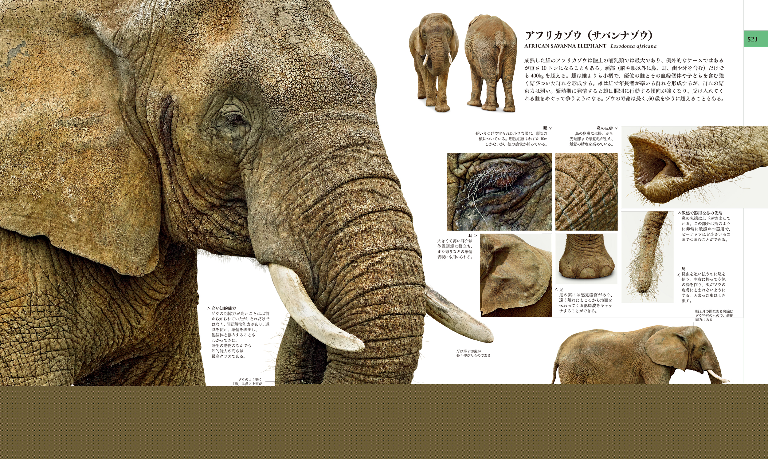 東京書籍】 一般書籍 自然科学 地球博物学大図鑑 新訂版