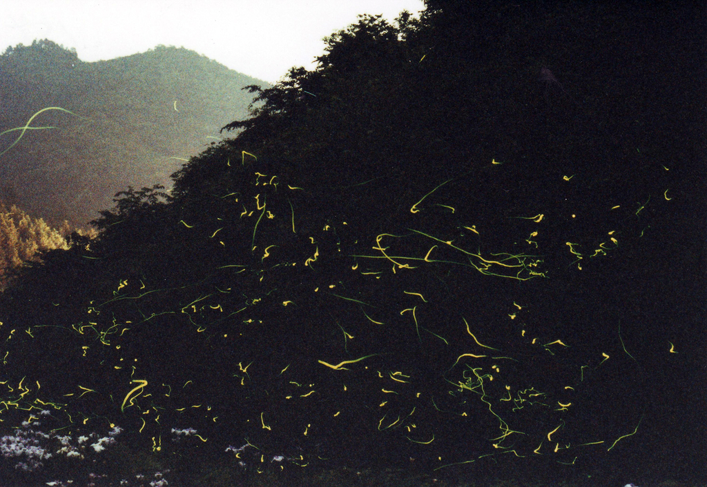 終了】名草ホタルまつり | とちぎ旅ネット〜栃木の観光旅行情報サイト