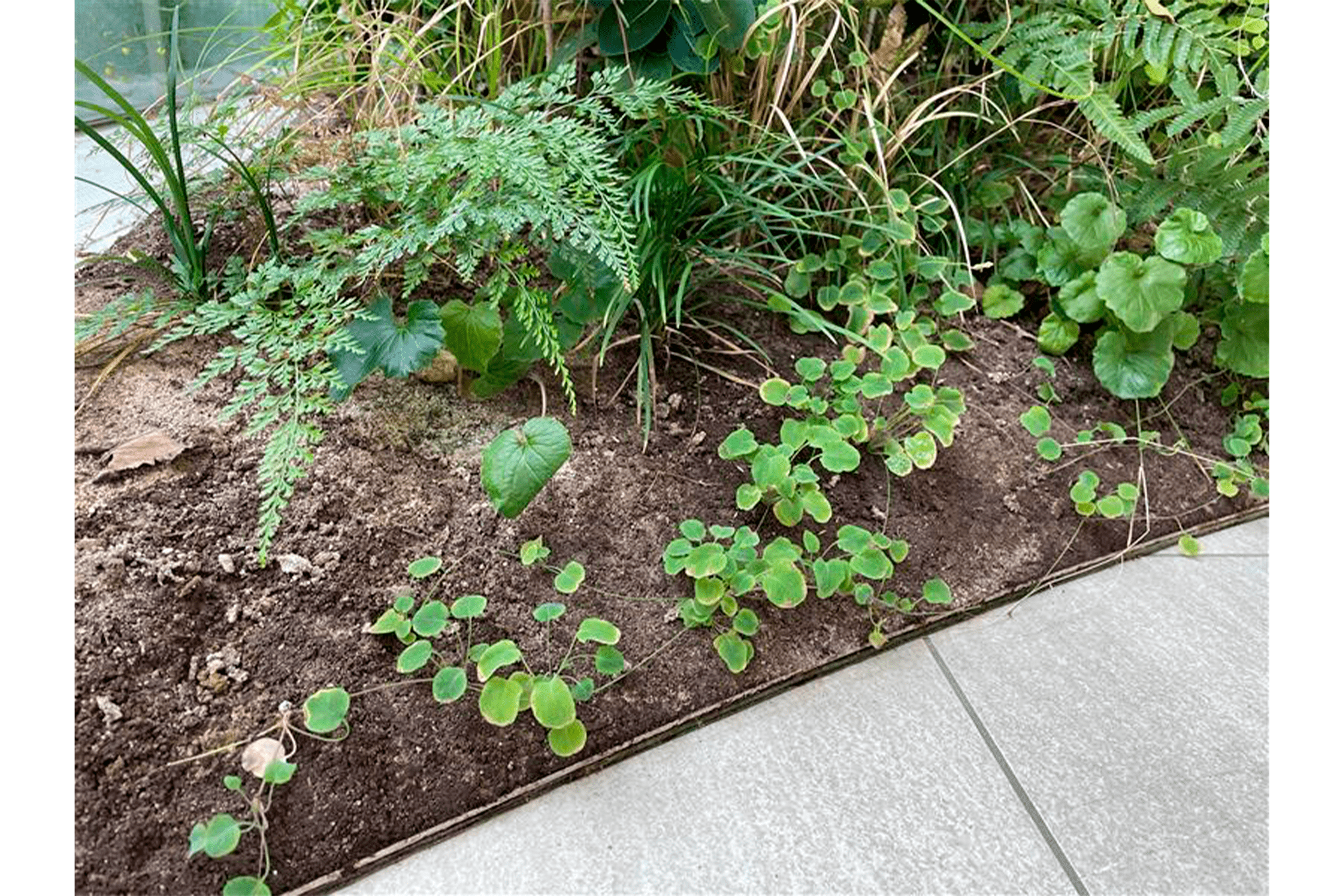 2023.10「バイオプランター」がグッドデザイン賞を受賞│de'-TAISEI