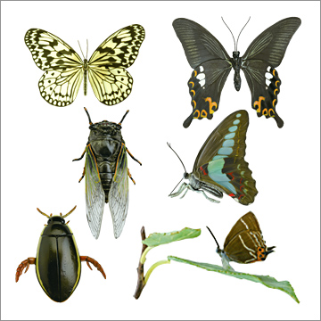 原色日本昆虫図鑑Ⅳ｜商品情報｜タカラトミーアーツ