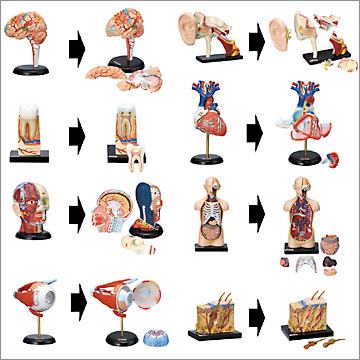 原色人体解剖図鑑｜商品情報｜タカラトミーアーツ