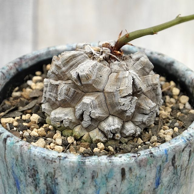 ディオスコレア 亀甲竜【現品】｜有限会社 タケダ花店