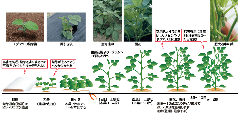 エダマメ ｜ 野菜栽培マニュアル ｜ 調べる ｜ タキイ種苗株式会社