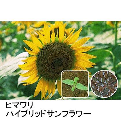 景観用】ヒマワリ《ハイブリッドサンフラワーNEO》草丈150cm【200g入り