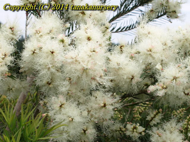 メラレウカ スノーインサマー｜メラレウカの生産販売 タナカ園芸