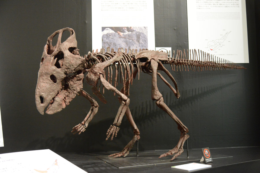 新発見 恐竜時代の支配者 進化するモンタナの恐竜たち”恐竜博物館で