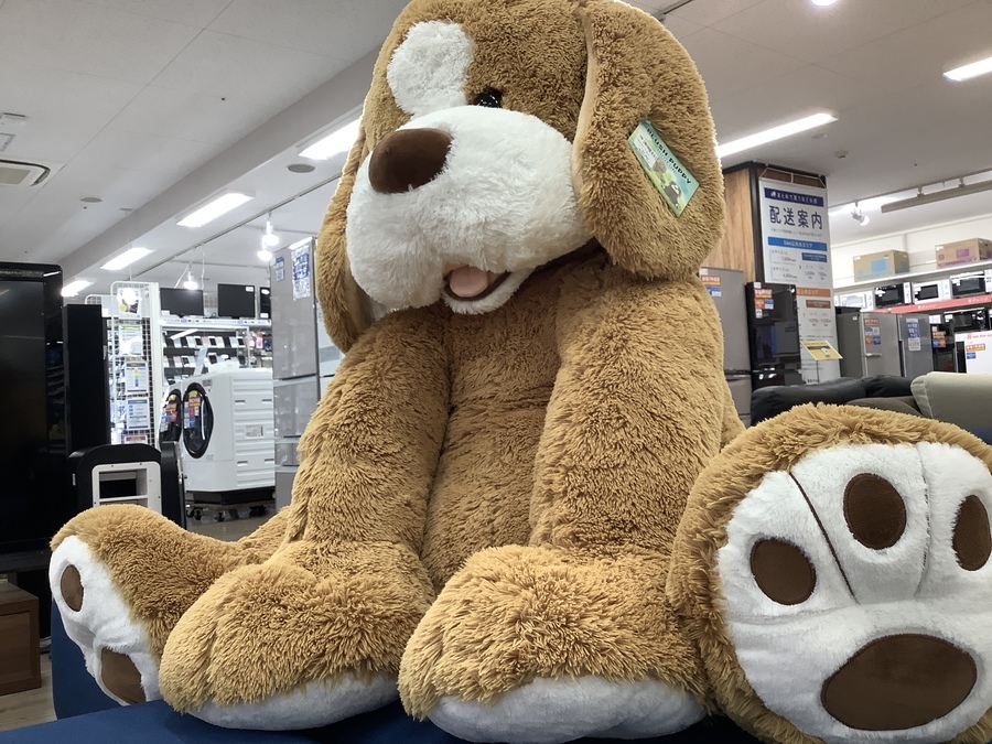 可愛らしいビッグサイズわんちゃんお迎えしました！【愛知蟹江店