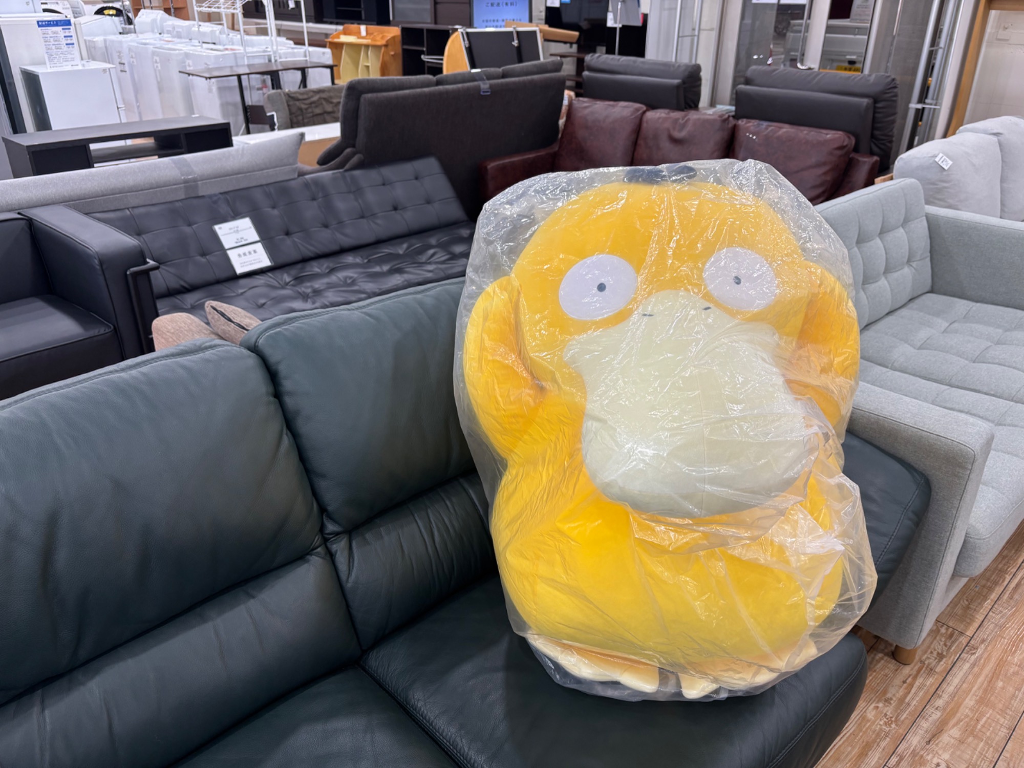 ポケモンセンターオンライン限定】ぬいぐるみ等身大コダックが買取入荷