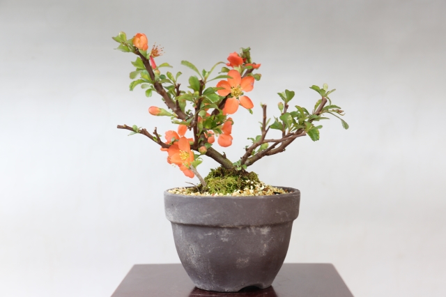 長寿梅（赤花） A1689 数量もの ギフトにオススメ☆花物実物 ボケ ミニ