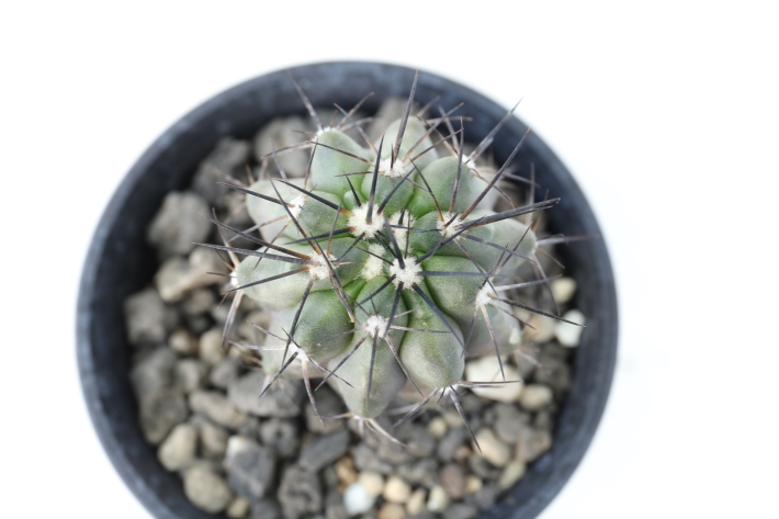 ブリトゲシー 実生 A2639☆コピアポア サボテン☆浦部陽向園