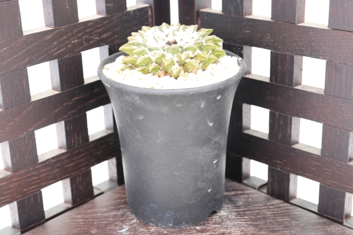 大疣黒牡丹 実生 A2687☆アリオカルプス サボテン☆「送料無料」浦部陽向園