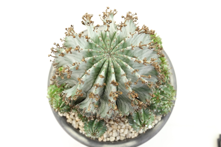 ゲンコツホリダ（群生type）実生 A2995☆ユーフォルビア 多肉植物