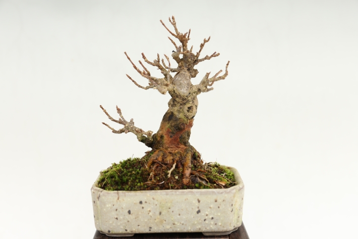 楓 A3025☆カエデ 楓 葉物 小品盆栽☆「送料無料」浦部陽向園