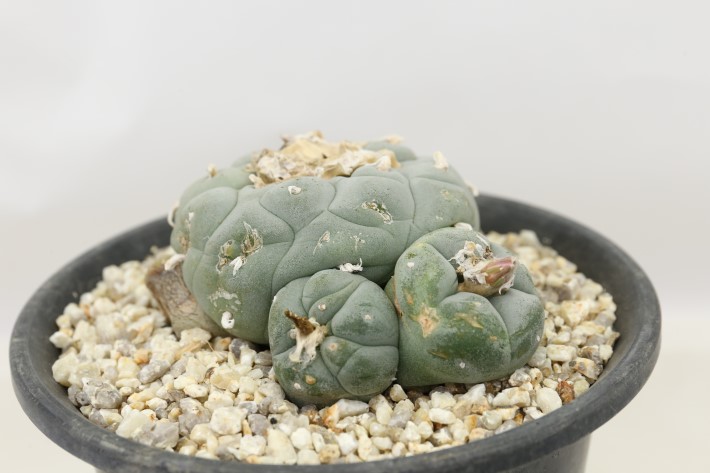 大疣銀冠玉 実生 A3704☆ロフォフォラ サボテン☆「送料無料」浦部陽向園