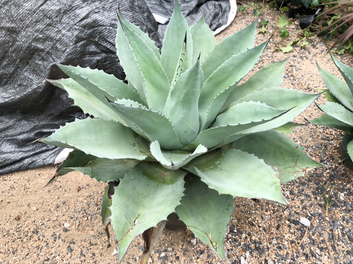 ラスト1株 アガベ オバティフォリア MOBY AGAVE オルカ モビー US オバ