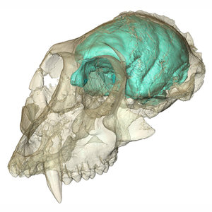 Old world monkey had tiny, complex brain | UCL News - UCL