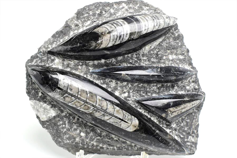 オルソセラス（直角貝/Orthoceras）化石プレート｜モロッコ産