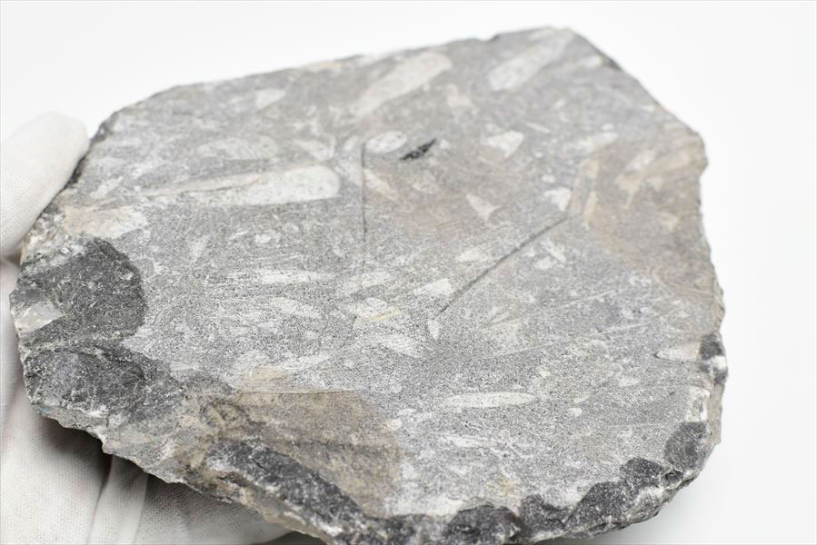 オルソセラス（直角貝/Orthoceras）化石プレート｜モロッコ産