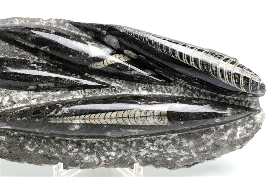 オルソセラス（直角貝/Orthoceras）化石プレート｜モロッコ産