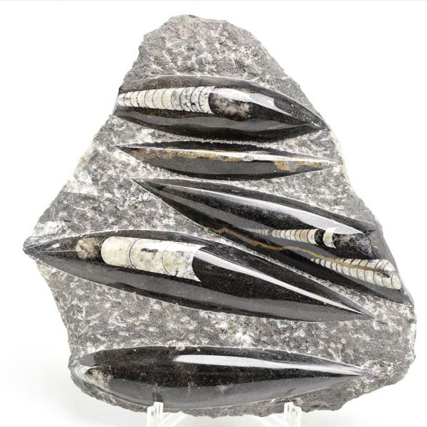 オルソセラス（直角貝/Orthoceras）化石プレート｜モロッコ産