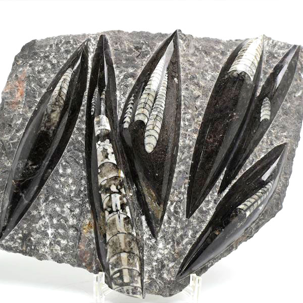 オルソセラス（直角貝/Orthoceras）化石プレート｜モロッコ産