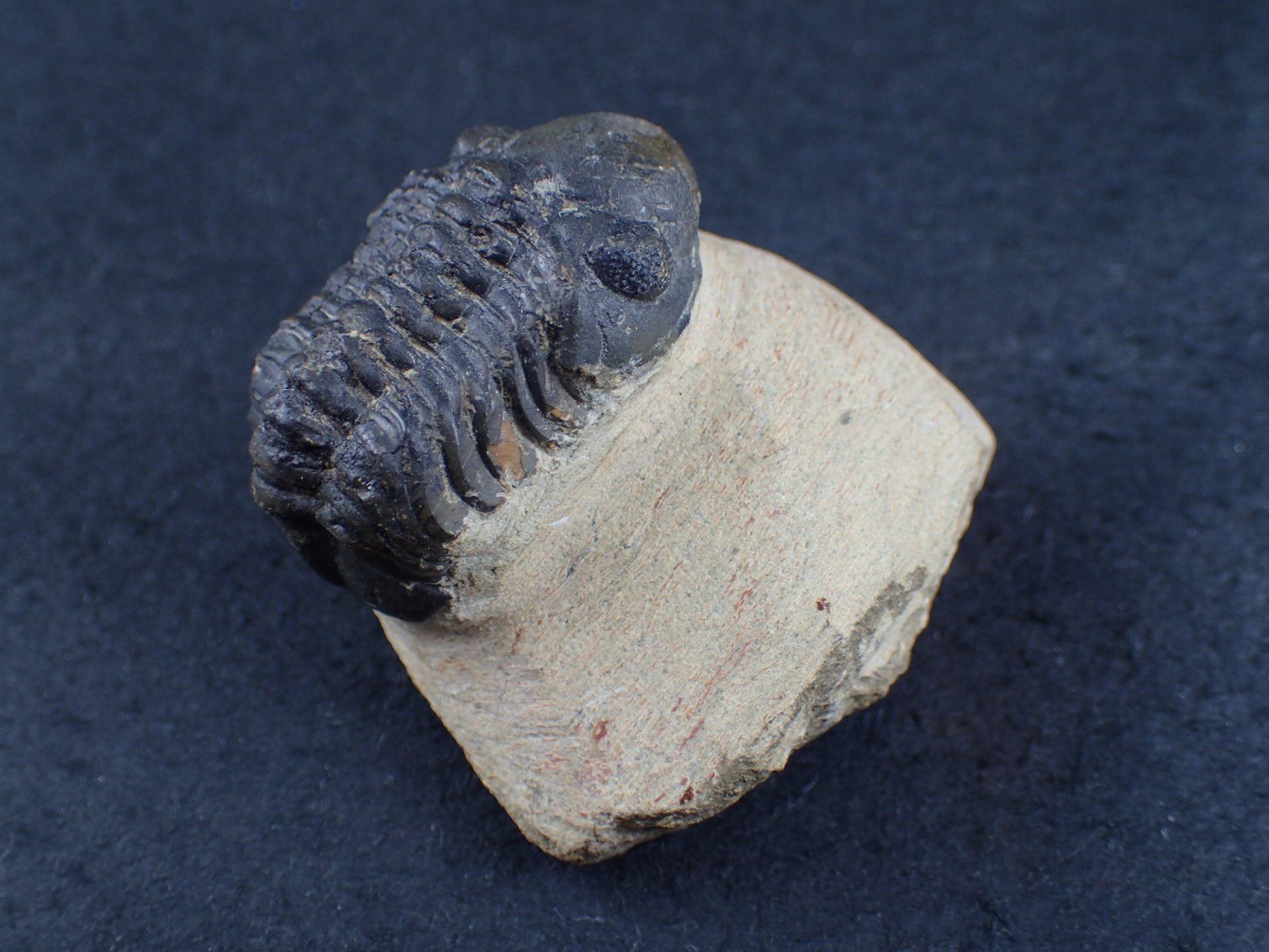 三葉虫 化石（Trilobite Fossil)（学名 ： Phacoida.sp） 時代