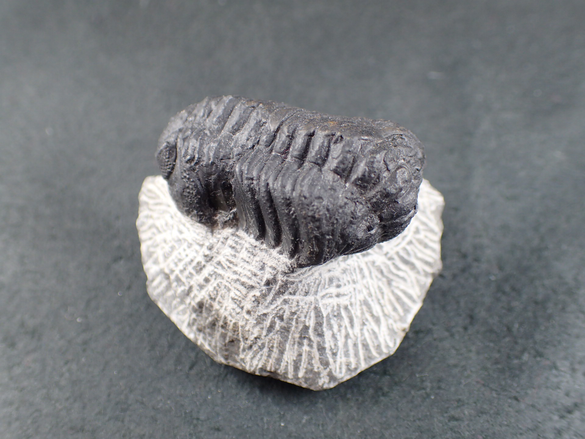 三葉虫 化石（Trilobite Fossil)（学名 ： Phacops sp） 時代