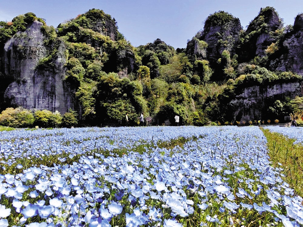 青の洞門」近くに青いネモフィラ80万本…大分県中津市・本耶馬渓町