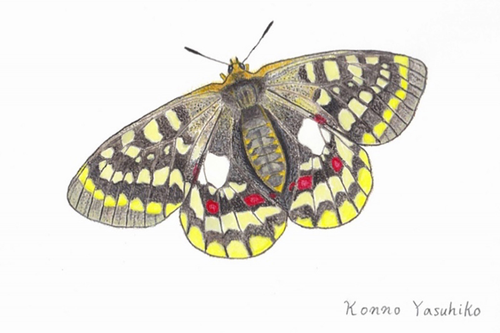 大雪山、五つの色』。高山蝶のウスバキチョウを題材にした、神話のよう